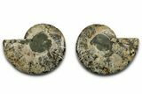 Cut & Polished, Agatized Ammonite Fossil - Madagascar #346151-1